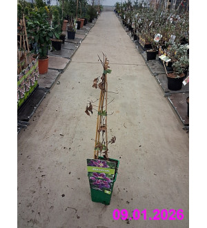 Clematis 'Change of Heart' RP 1,6 L